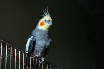 Close-up of a cockatiel parrot in a cage