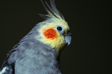 Close-up of a cockatiel parrot in a cage