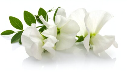 Obraz premium Close-up of delicate white blooms with green leaves against a bright white background