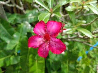 Beautiful deep pink flowers blooming