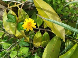 Yellow flowers in the garden