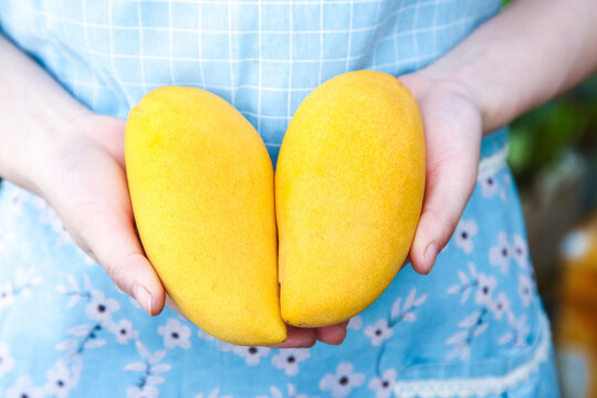 Fresh Ripe Yellow Mangoes Held in Hands - Tropical Fruit from Yunnan China