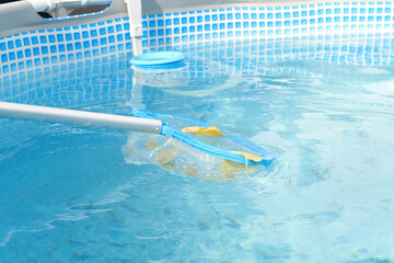 Cleaning a swimming pool with a mesh skimmer . The long net cleans colored leaves off surface of the water