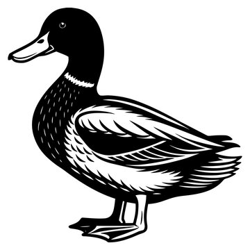 Cute Mallard Duck Cartoon Vector Illustration Isolated on White Background,