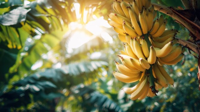 Bunch of yellow bananas hang from a tree in a sunny tropical plantation. Organic fresh fruit ripening on a banana palm in sunlight. - Powered by Adobe