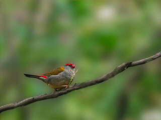  Lovely Isolated Firetail Feeding On Grass Seed