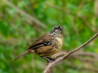 Lovely Isolated Scrub Wren Looking Alert