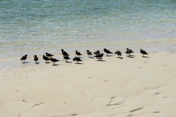 Birds walking on the wet sand of lowtide, seashore. Sunny day 