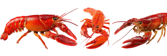 Three cooked, vibrant red crustaceans, side view, claws extended, on black background