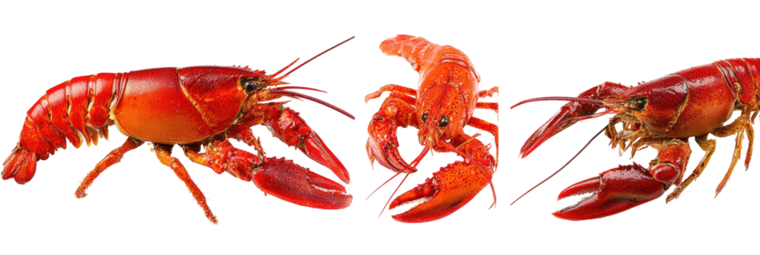 Three cooked, vibrant red crustaceans, side view, claws extended, on black background