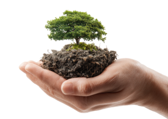 A hand cradles a small tree planted in soil, a symbol of environmental care and growth