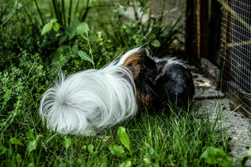 meerschweinchen tier natur nager