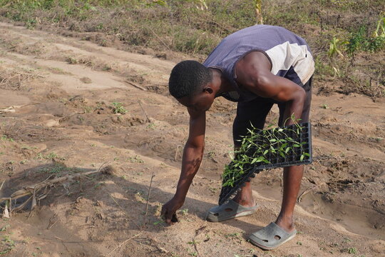 A lone African farmer planting seeds in the open field