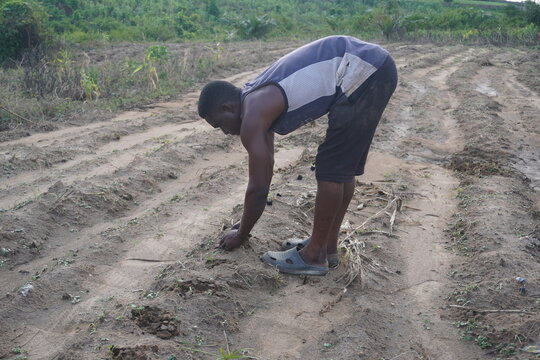 A lone African farmer planting seeds in the open field