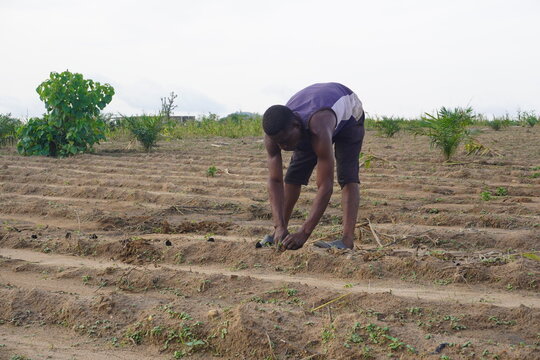 A lone African farmer planting seeds in the open field
