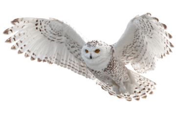 A majestic snowy owl with wings fully extended, gliding towards the viewer against a black backdrop