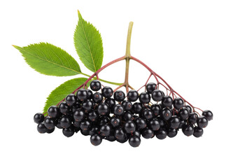 Isolated elderberries with leaves, fresh raw berries on the branch, still life with sambucus