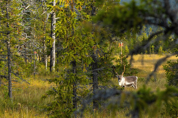 View through tree branches to wild reindeer grazing in Swedish wilderness