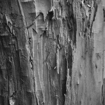 Texture of wood fibers of broken wood