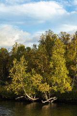 Autumnal birch trees riverbank leaning over the flowing water Sweden