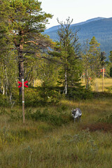 Wild reindeer grazing in Swedish autumn wilderness