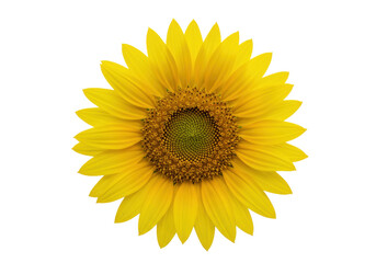 Fototapeta premium Isolated vibrant sunflower bloom, perfect for summer or springtime natural themes