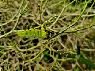 Green caterpillar eating plant, cute insect feeding on leaves with only stem remaining