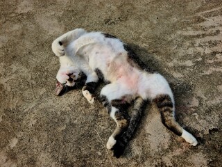 Fototapeta premium Wild cat sleeping like human, stray feline lying on its back in a funny relaxed position showing cute behavior