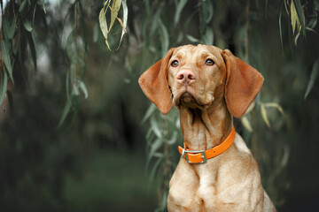 beautiful young vizsla dog portrait outdoors