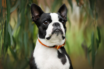 boston terrier dog portrait outdoors in summer