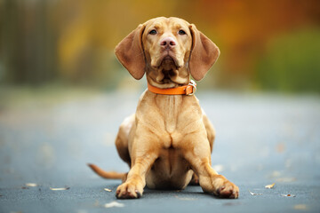 cute vizsla dog lying down in the park in autumn