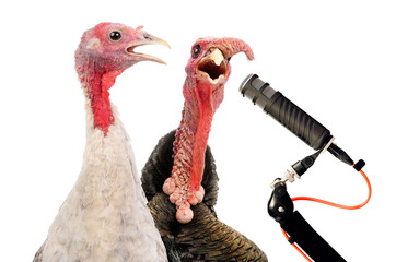 Singing turkey at the microphone isolated on white background