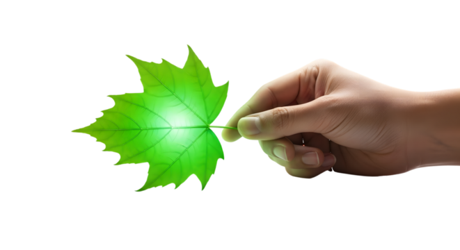 Hand holding a bright green maple leaf with visible veins isolated on a transparent background
