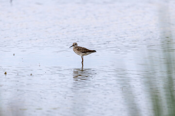 Bruchwasserläufer steht in einen Gewässer und beobachtet