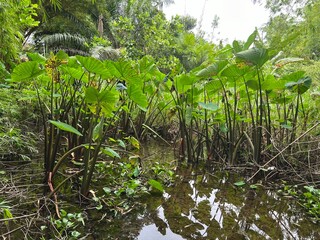 Lush growth of large-leafed wetland plants in a murky pond