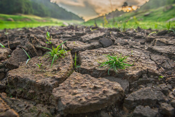 Close up of small green grass growing through dry, cracked mud and soil during sunset, symbolizing resilience and survival in drought