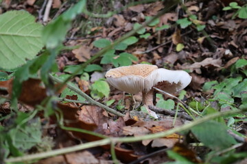 Wild forest mushroom growing among autumn leaves