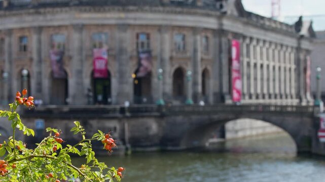 Focus Shift from Flowers to Bode Museum on River in Berlin