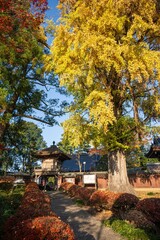 Naklejka premium 茨城県大子町 高徳寺の大イチョウ 