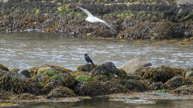 Crow Standing on Rocky Seaweed Shoreline at Low Tide