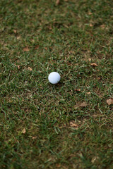 Close-up of Golf Ball on Green Grass