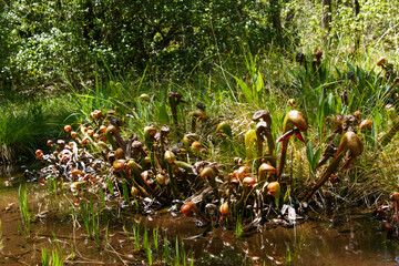 Dense stand of Cobra Lily (Darlingtonia californica) along a stream, Northern California
