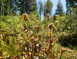 Flowering plant of the California Cobra Lily (Darlingtonia californica), Northern California