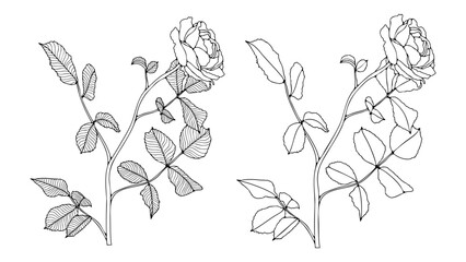 Fototapeta premium Rose flower with leaves sketch isolated on white background. Hand drawn outline of a rose flower.