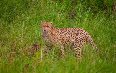 Two Cheetahs (Acinonyx jubatus) roam the savannas of Southern Africa.