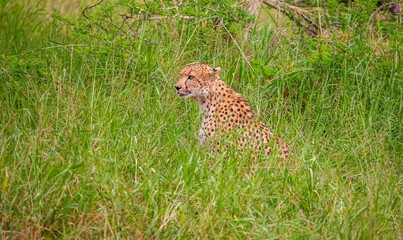 A cheetah (Acinonyx jubatus) roams the savannas of Southern Africa. © selim