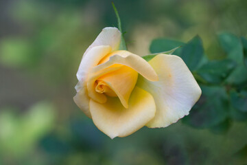 Delicate Pale orange Versilia rosebud partially unfurled, revealing delicate petals and soft gradient of color, set against blurred green foliage background. Nature concept for design