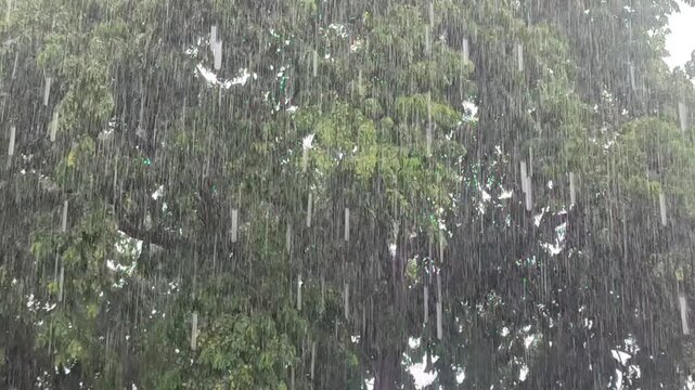 Heavy rain and strong winds on a tree