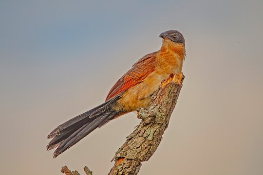 Burchell's coucal (Centropus burchellii) is a cuckoo species in the Cuculidae family. It is found in sub-Saharan Africa