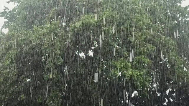 Heavy rain and strong winds on a tree